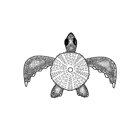 Colour In Gift Card “Colour Me Curious" (Solo Turtle)