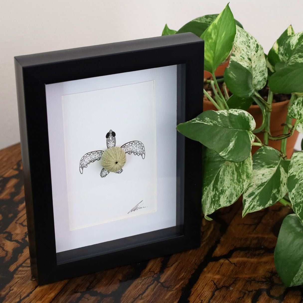 Turtle Sea Urchin Solo "Just Keep Swimming" (A5 Black Shadow Box Frame, Vertical)