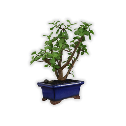 Succulent Bonsai "Branch Out" (Spekboom) Small Pot