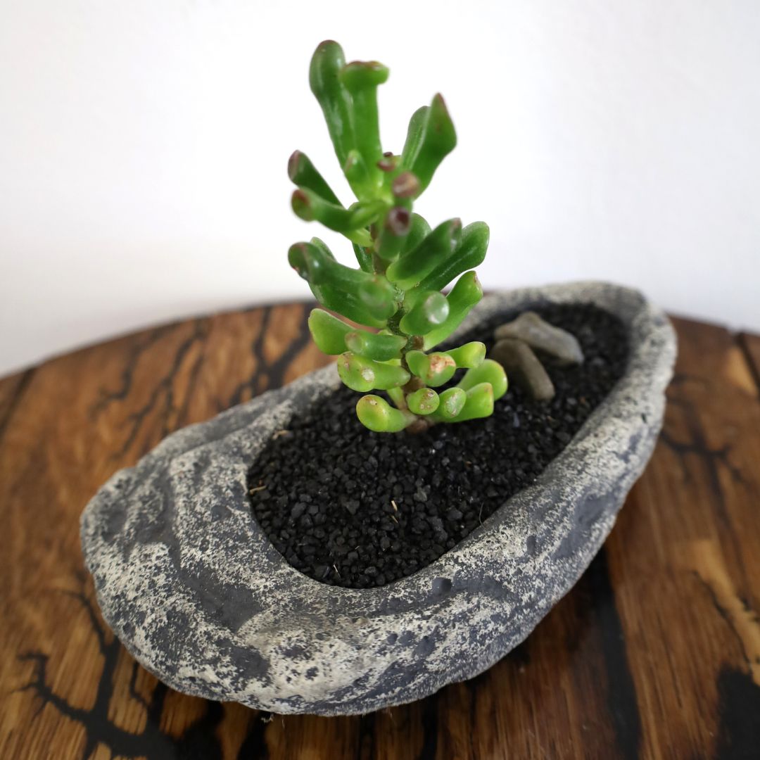 Succulent Bonsai "Branch Out" (Straight Gollum Jade) Small Pot