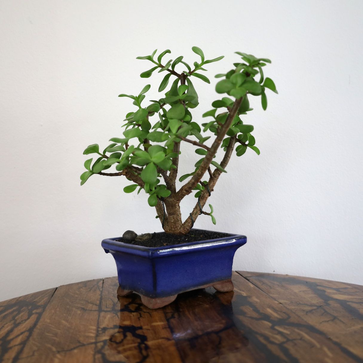 Succulent Bonsai "Branch Out" (Spekboom) Small Pot