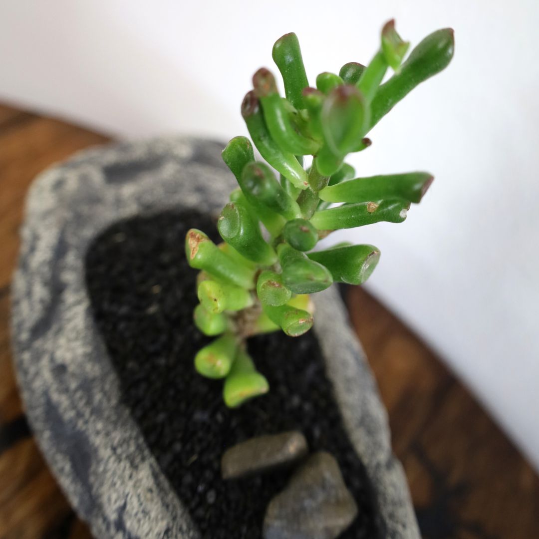 Succulent Bonsai "Branch Out" (Straight Gollum Jade) Small Pot