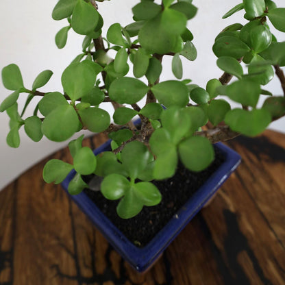 Succulent Bonsai "Branch Out" (Spekboom) Small Pot