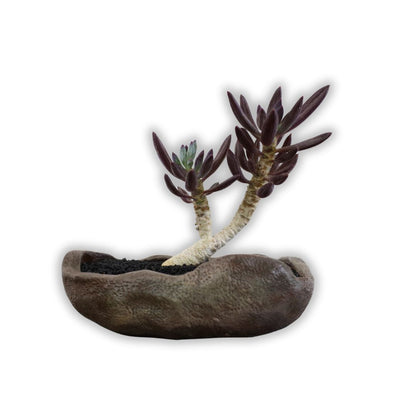 Succulent Bonsai "Branch Out" (Curio Ficoides Mount Everest) Small Pot