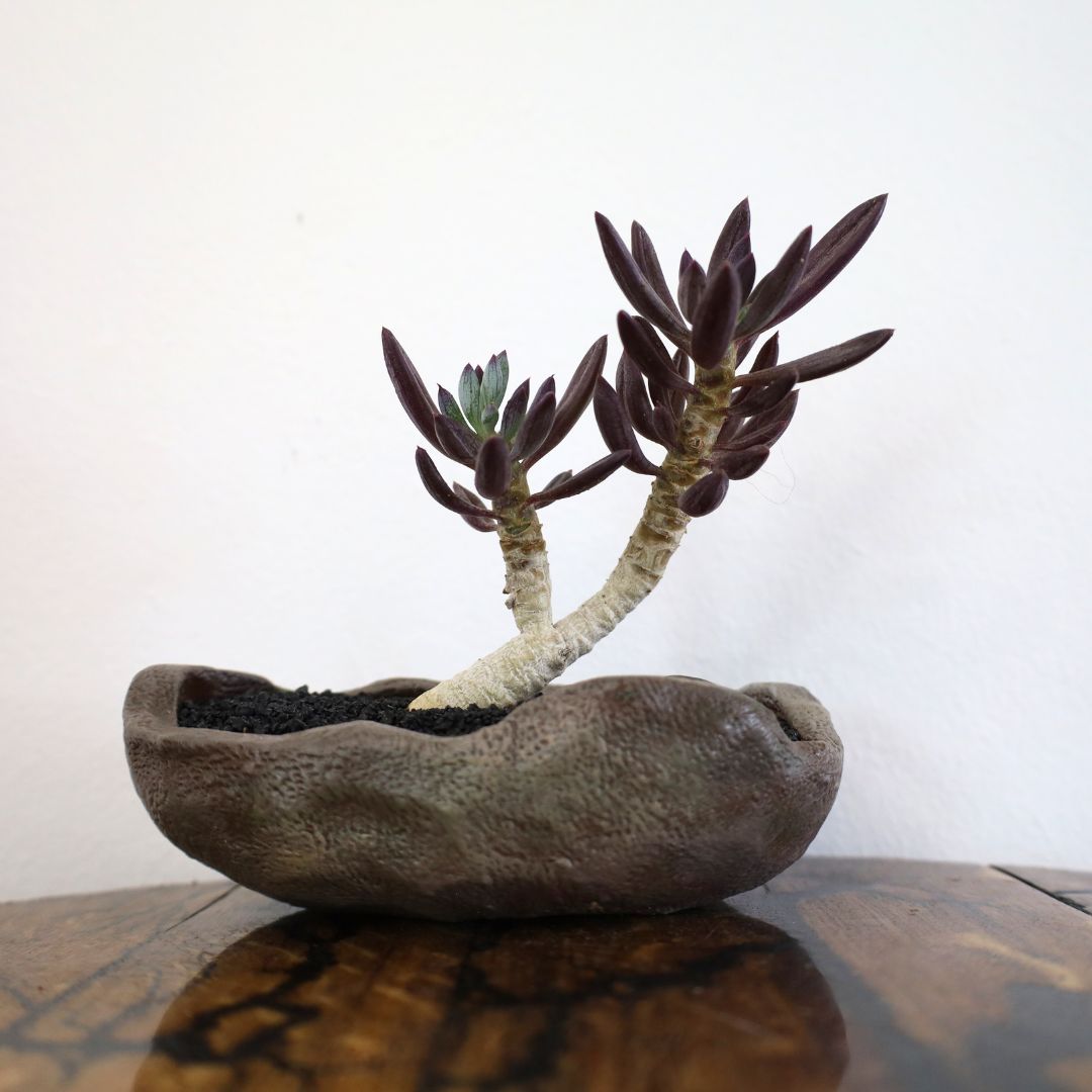 Succulent Bonsai "Branch Out" (Curio Ficoides Mount Everest) Small Pot