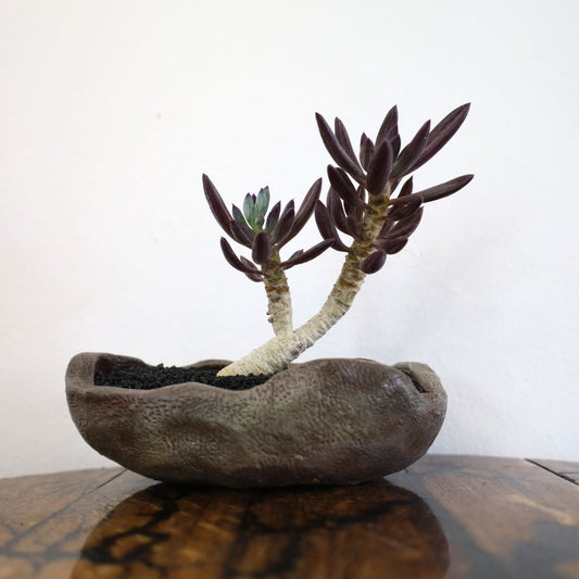 Succulent Bonsai "Branch Out" (Curio Ficoides Mount Everest) Small Pot