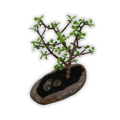 Succulent Bonsai "Branch Out" (Little Jim - Bushy Small Leaved Spekboom) Small Pot