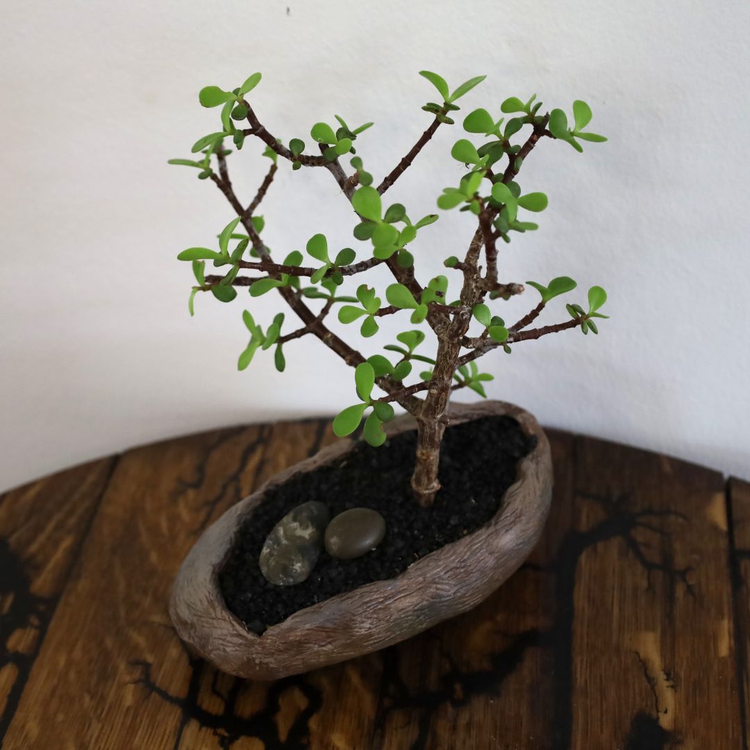 Succulent Bonsai "Branch Out" (Little Jim - Bushy Small Leaved Spekboom) Small Pot