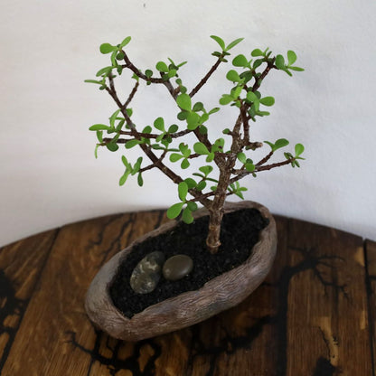 Succulent Bonsai "Branch Out" (Little Jim - Bushy Small Leaved Spekboom) Small Pot