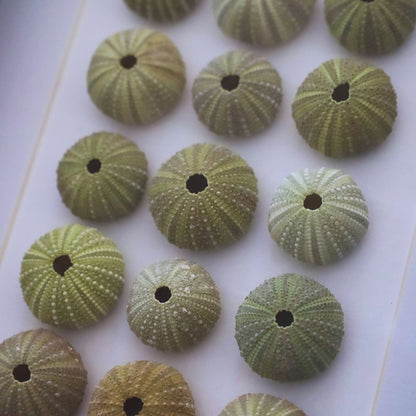 Medium Sea Urchin Collection "No Two Treasures Tell The Same Story" (A5 Black Shadow Box Frame, Vertical)