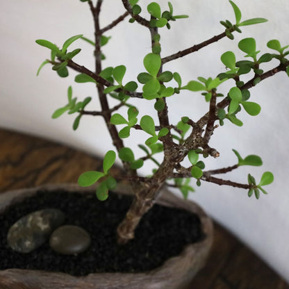 Succulent Bonsai "Branch Out" (Little Jim - Bushy Small Leaved Spekboom) Small Pot
