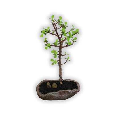 Succulent Bonsai "Branch Out" (Little Jim - Classic Small Leaved Spekboom) Small Pot