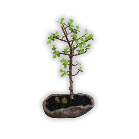 Succulent Bonsai "Branch Out" (Little Jim - Classic Small Leaved Spekboom) Small Pot