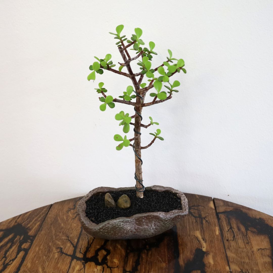Succulent Bonsai "Branch Out" (Little Jim - Classic Small Leaved Spekboom) Small Pot