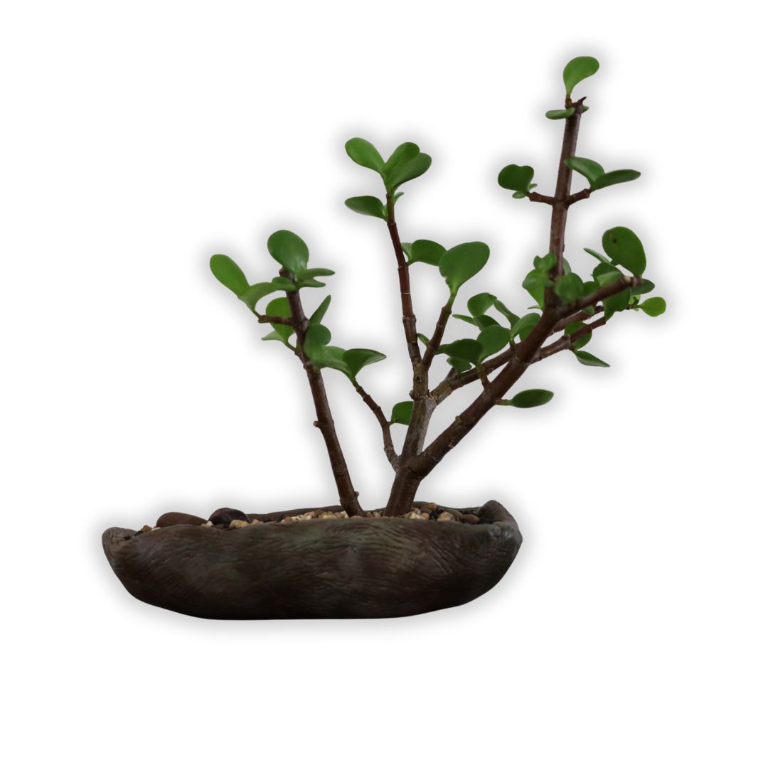 Succulent Bonsai "Branch Out" (Leaning Spekboom) Small Pot