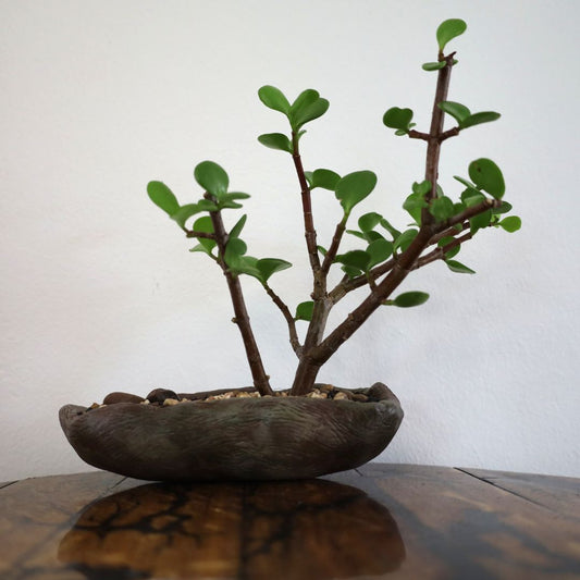 Succulent Bonsai "Branch Out" (Leaning Spekboom) Small Pot