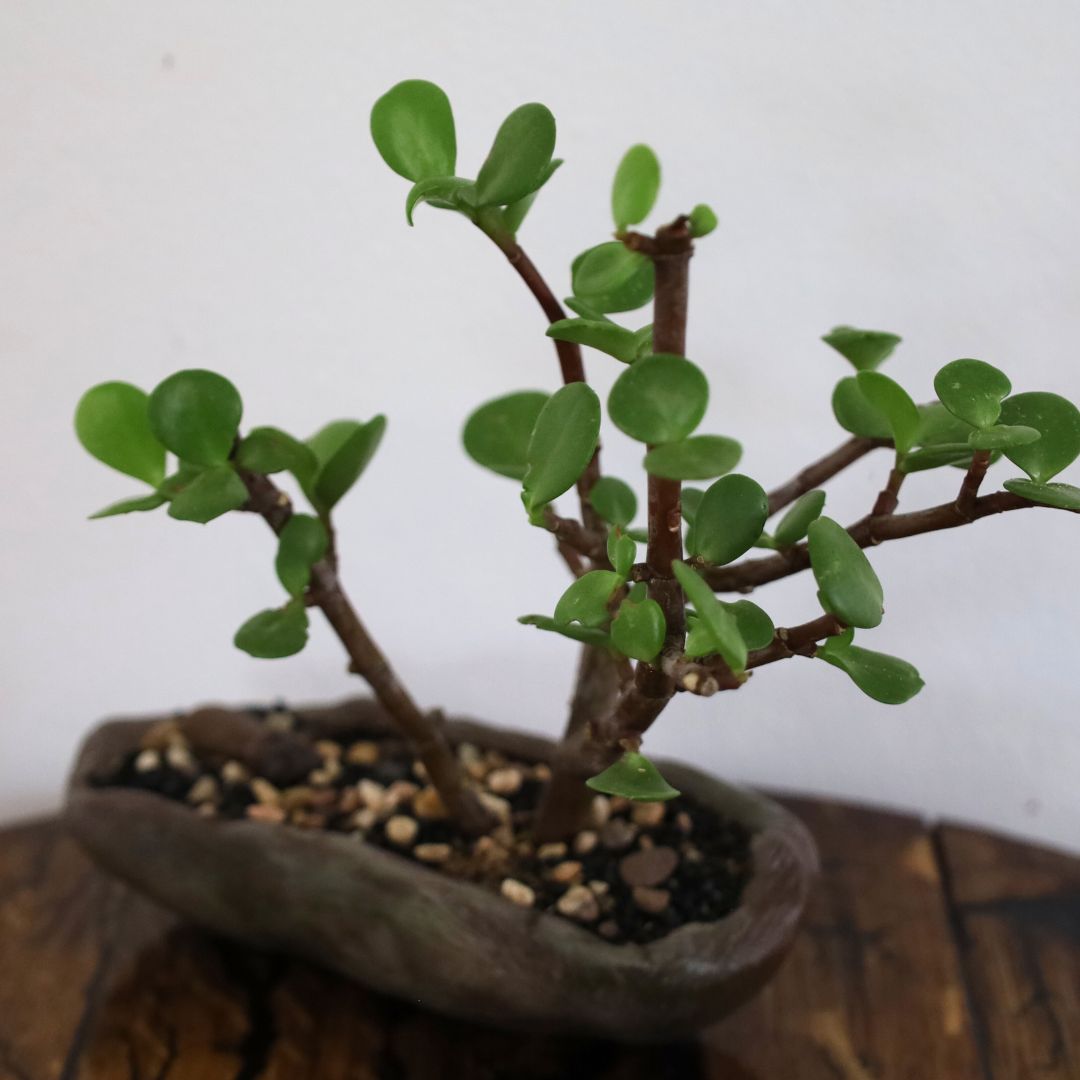 Succulent Bonsai "Branch Out" (Leaning Spekboom) Small Pot