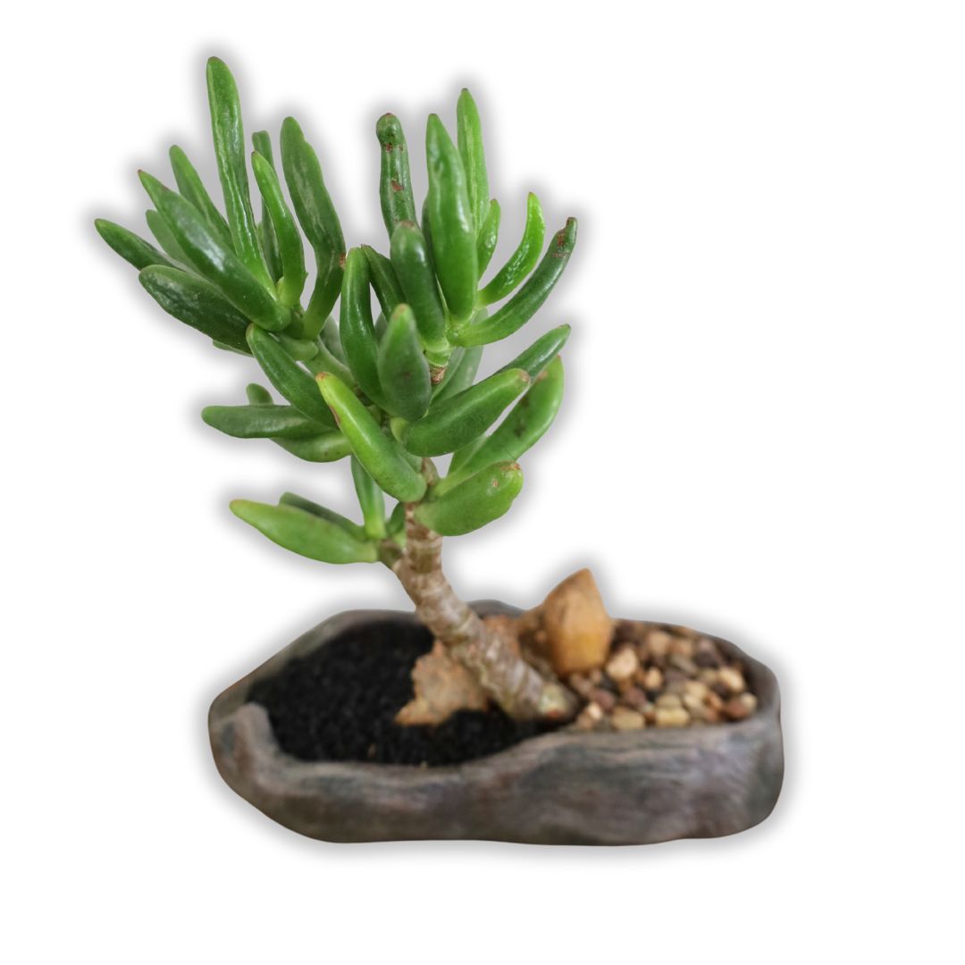 Succulent Bonsai "Branch Out" (Gollum Jade) Small Pot