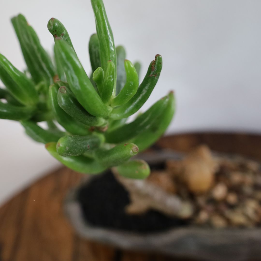 Succulent Bonsai "Branch Out" (Gollum Jade) Small Pot