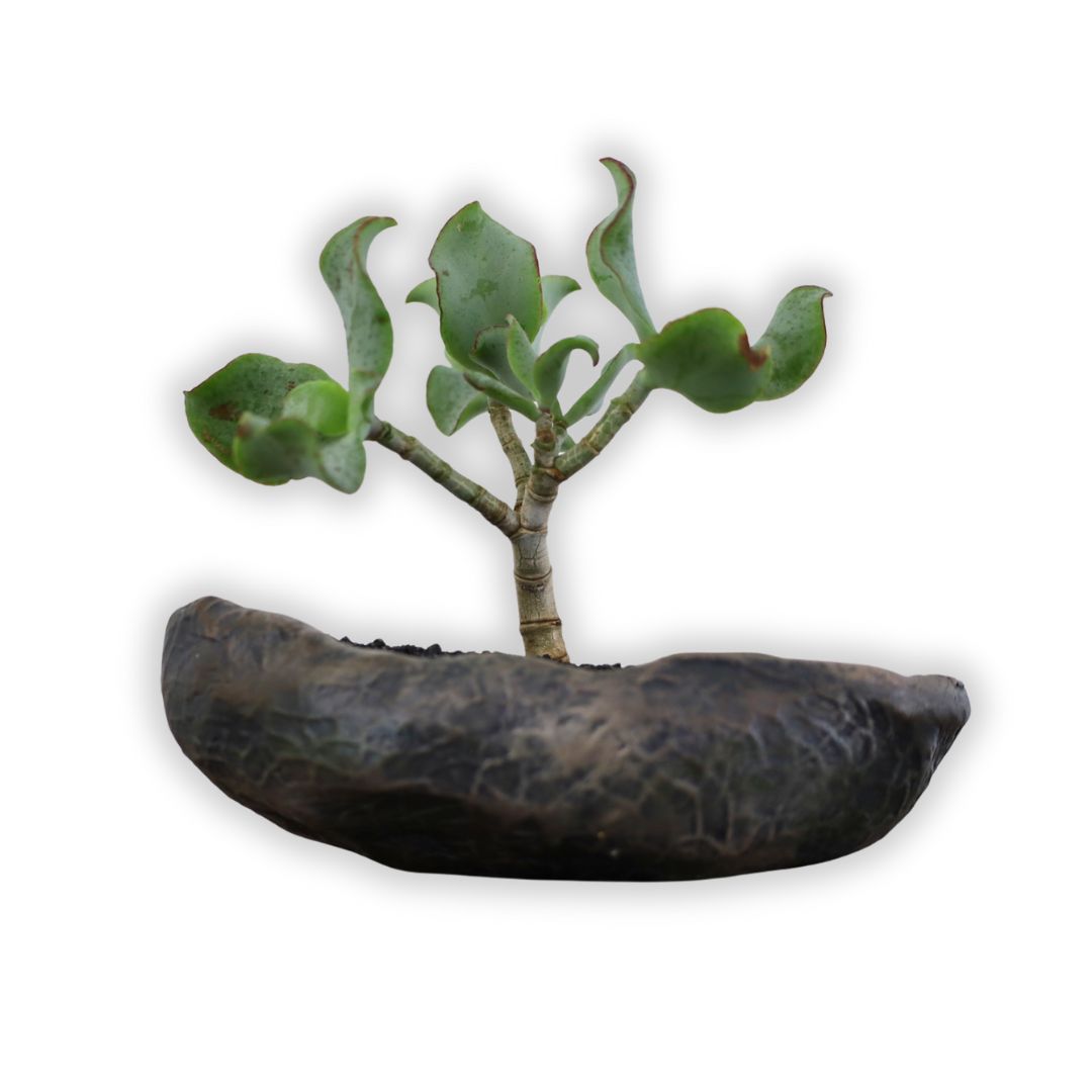 Succulent Bonsai "Branch Out" (Ripple Jade) Small Pot