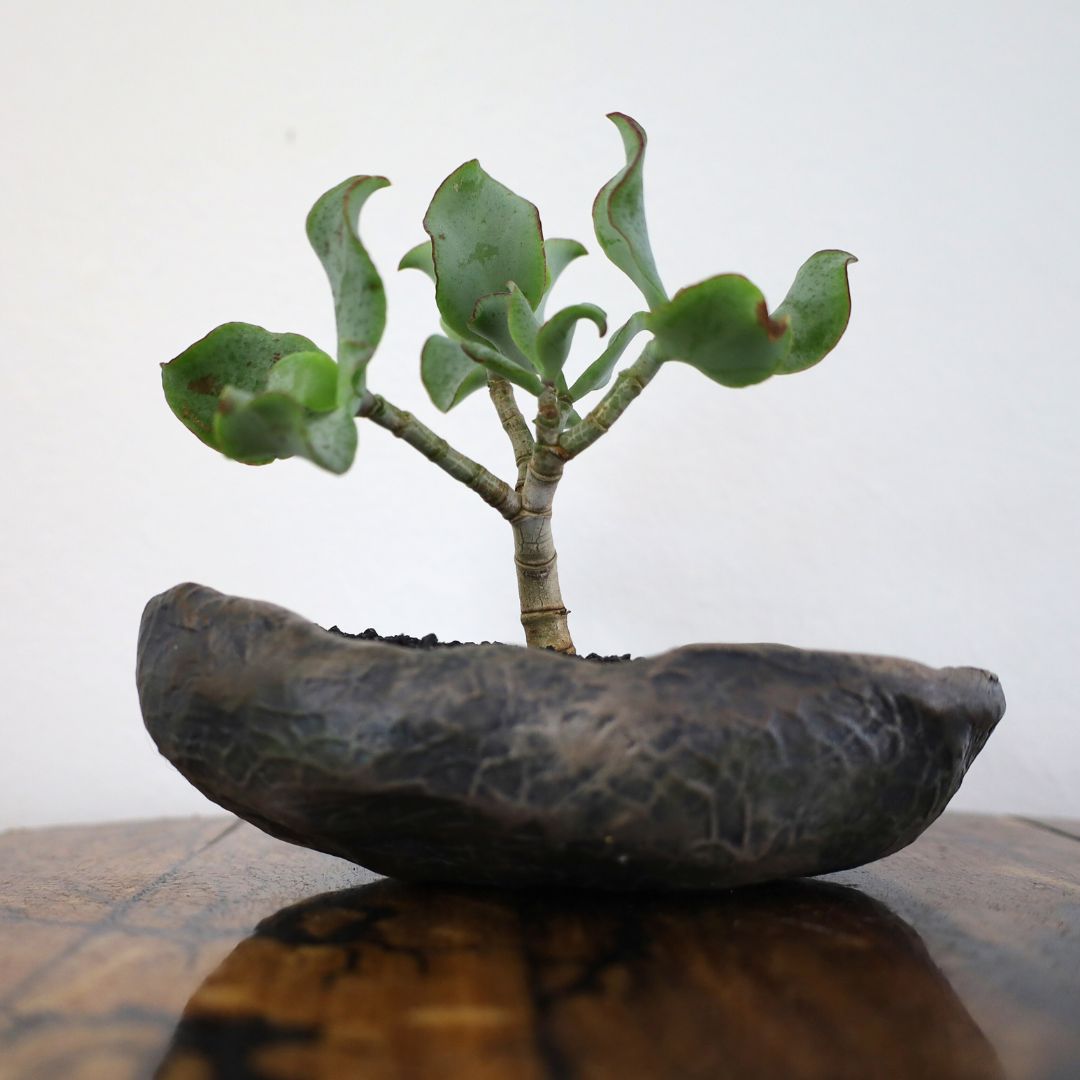 Succulent Bonsai "Branch Out" (Ripple Jade) Small Pot