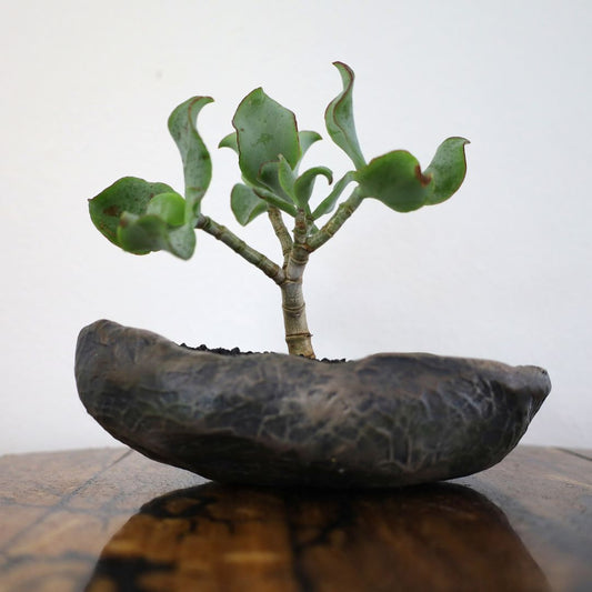 Succulent Bonsai "Branch Out" (Ripple Jade) Small Pot