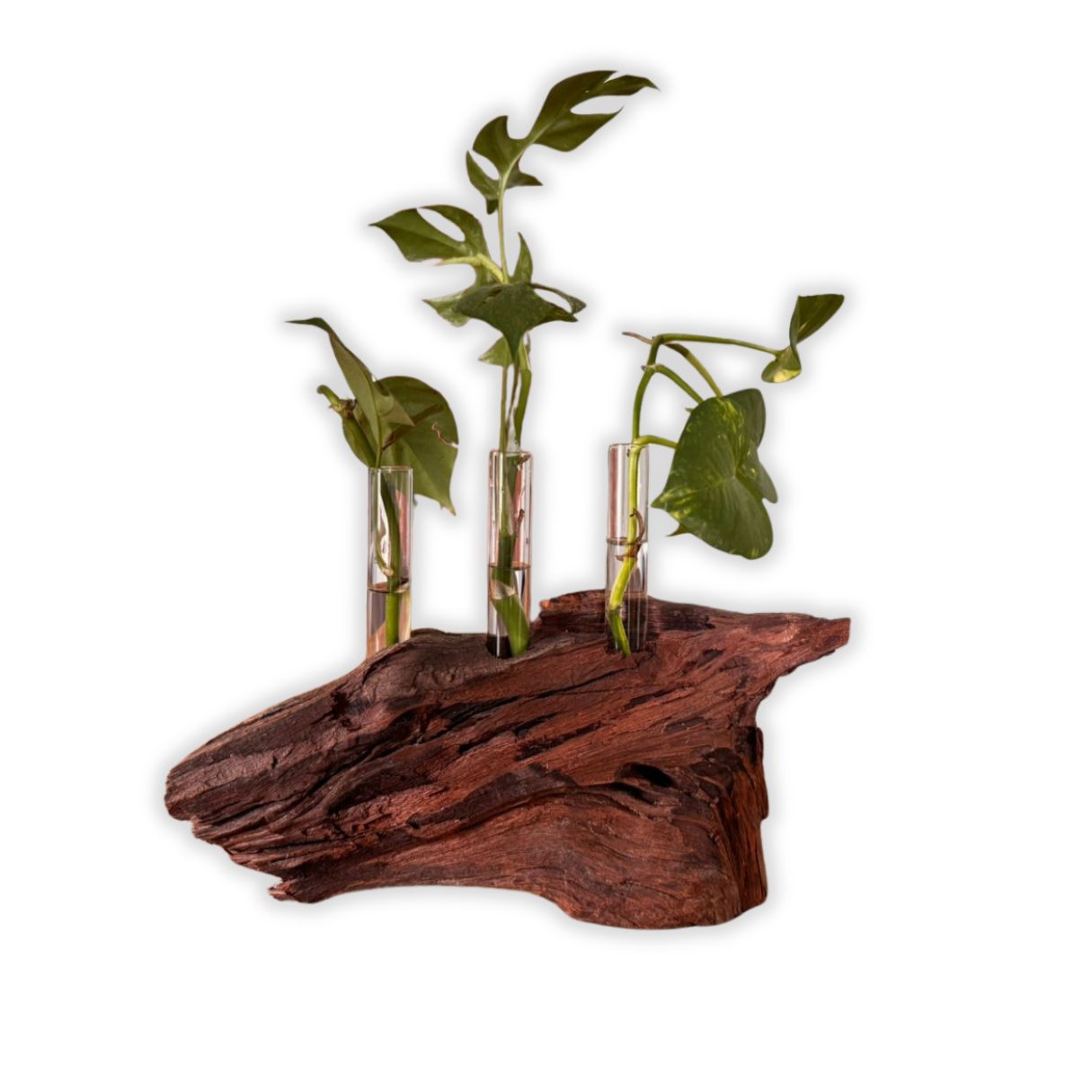 Propagation Station “I'm Rooting For You” (Kameeldoring) Standard