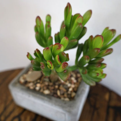 Succulent Bonsai "Branch Out" (Gollum Jade) Small Concrete Pot