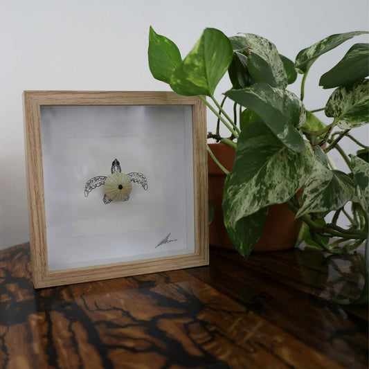 Turtle Sea Urchin Solo "Just Keep Swimming" (17x17cm Tan Shadow Box Frame, Square)