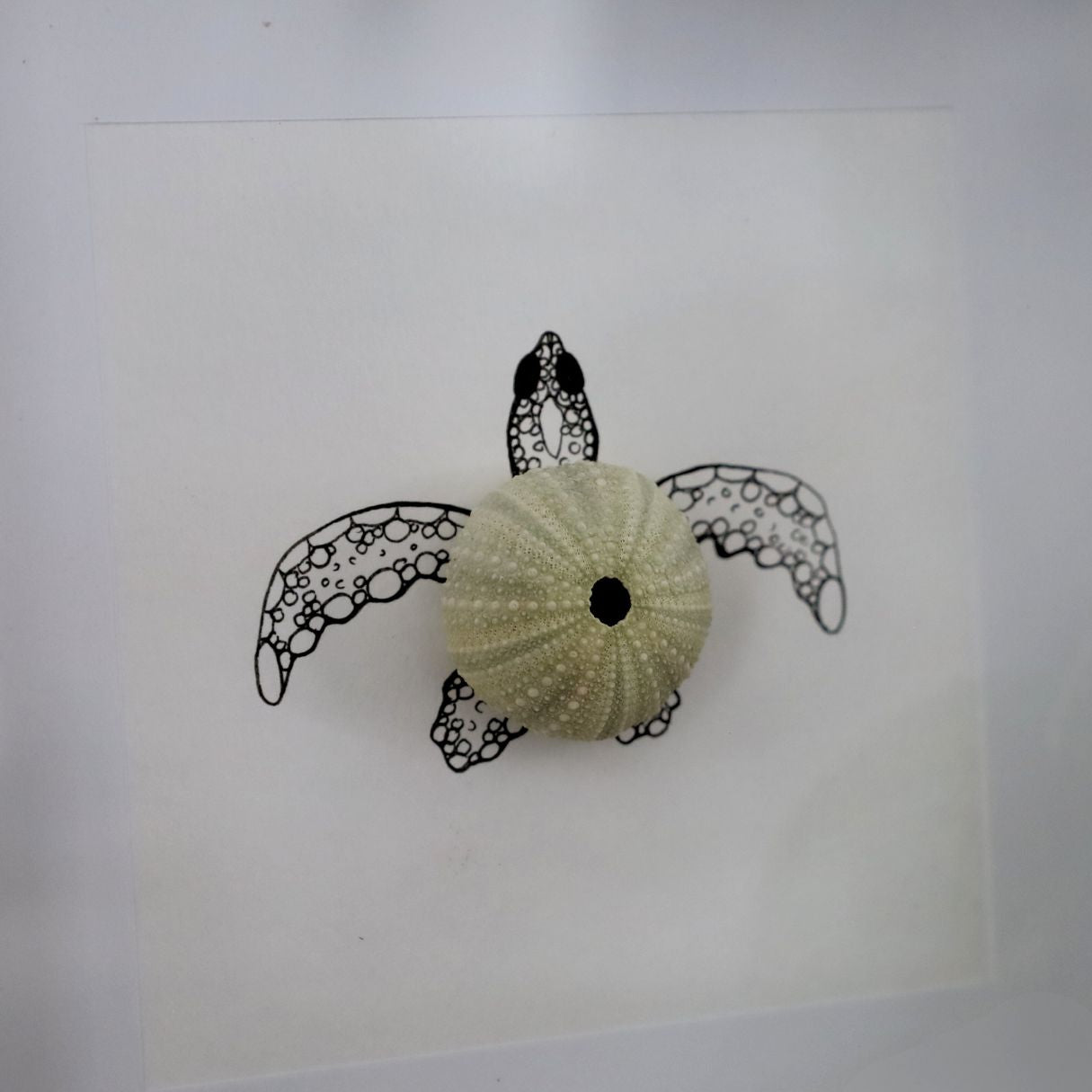 Turtle Sea Urchin Solo "Just Keep Swimming" (17x17cm Tan Shadow Box Frame, Square)