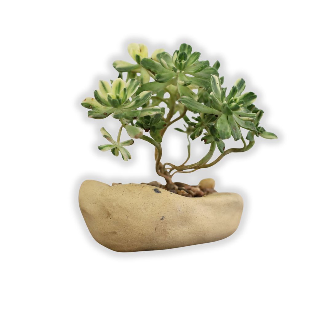 Succulent Bonsai "Branch Out" (Aeonium Castello Paivae) Small Custom Pot