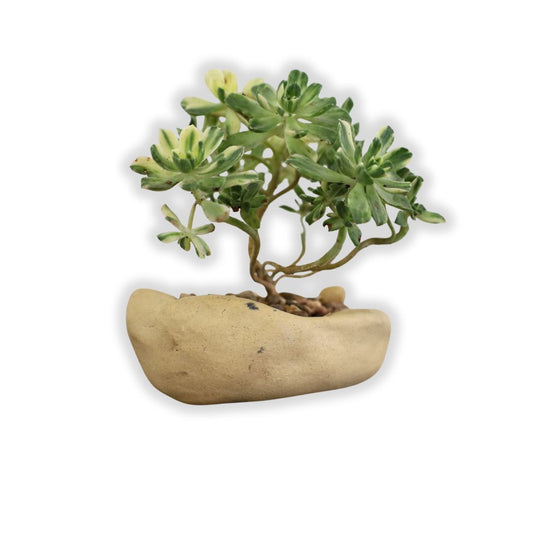 Succulent Bonsai "Branch Out" (Aeonium Castello Paivae) Small Custom Pot