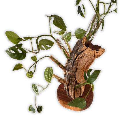 Propagation Station “I'm Rooting For You” (Kameeldoring) Custom Large