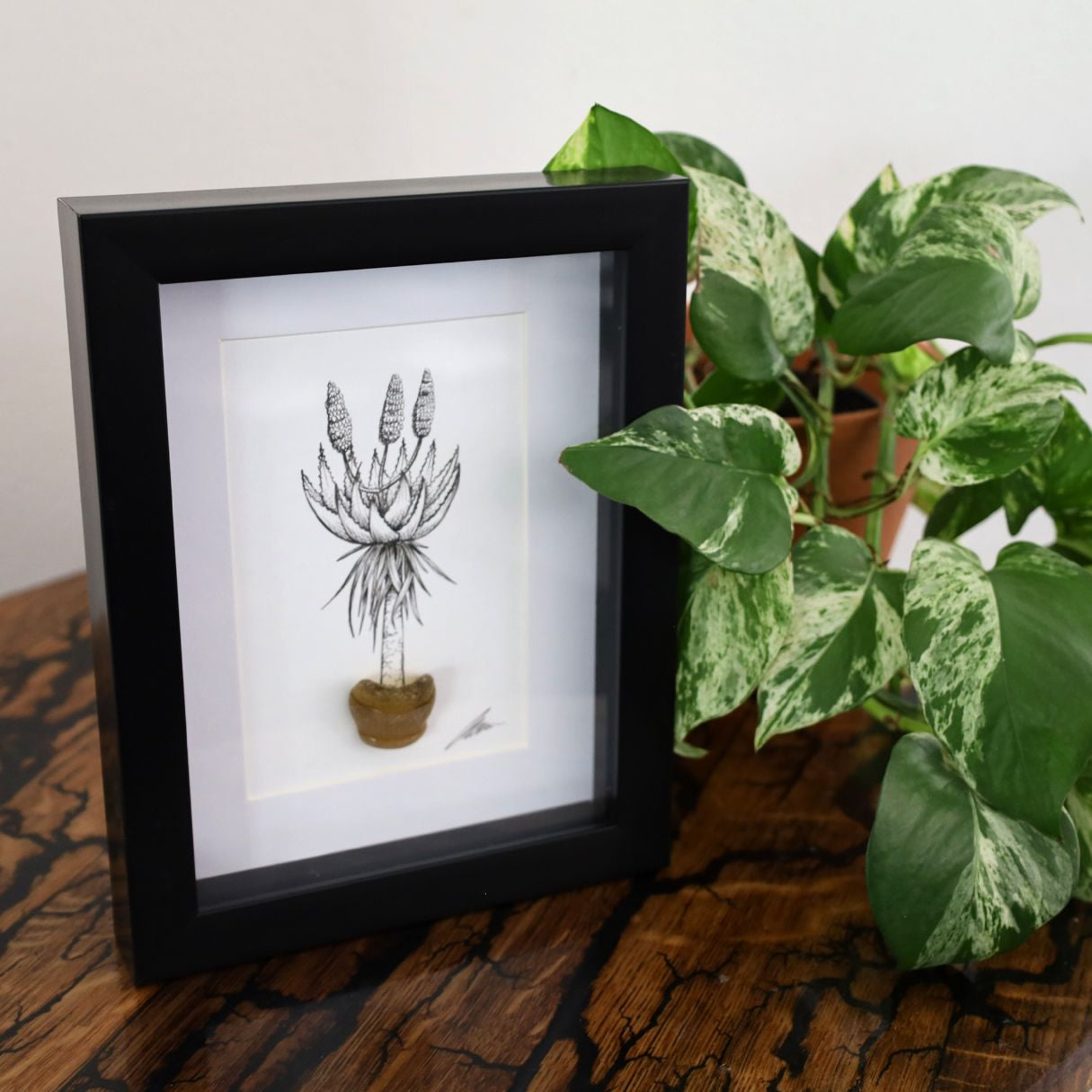 Blooming Aloe & Sea Glass "Aloe Aloe" (A5 Black Shadow Box Frame, Vertical)