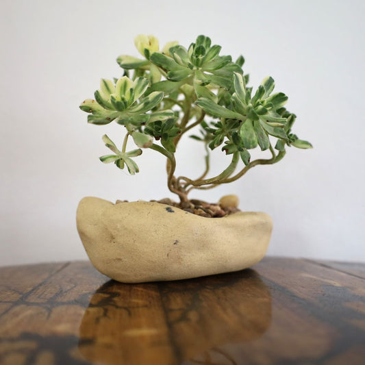 Succulent Bonsai "Branch Out" (Aeonium Castello Paivae) Small Custom Pot