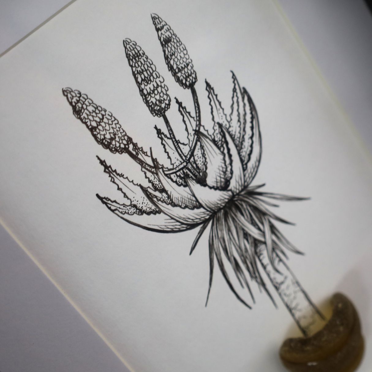 Blooming Aloe & Sea Glass "Aloe Aloe" (A5 Black Shadow Box Frame, Vertical)