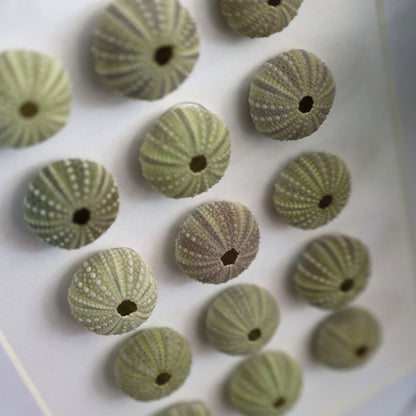 Medium Sea Urchin Collection "No Two Treasures Tell The Same Story" (A5 White Shadow Box Frame, Vertical)