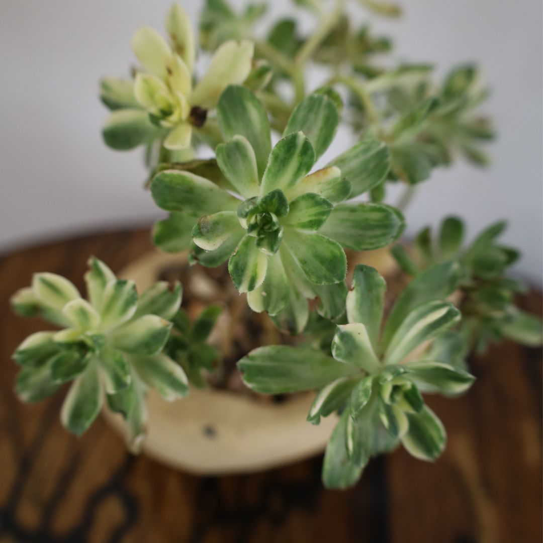 Succulent Bonsai "Branch Out" (Aeonium Castello Paivae) Small Custom Pot