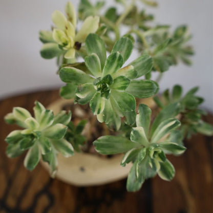 Succulent Bonsai "Branch Out" (Aeonium Castello Paivae) Small Custom Pot