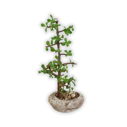 Succulent Bonsai "Branch Out" (Straight Spekboom) Small Pot
