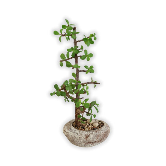 Succulent Bonsai "Branch Out" (Straight Spekboom) Small Pot