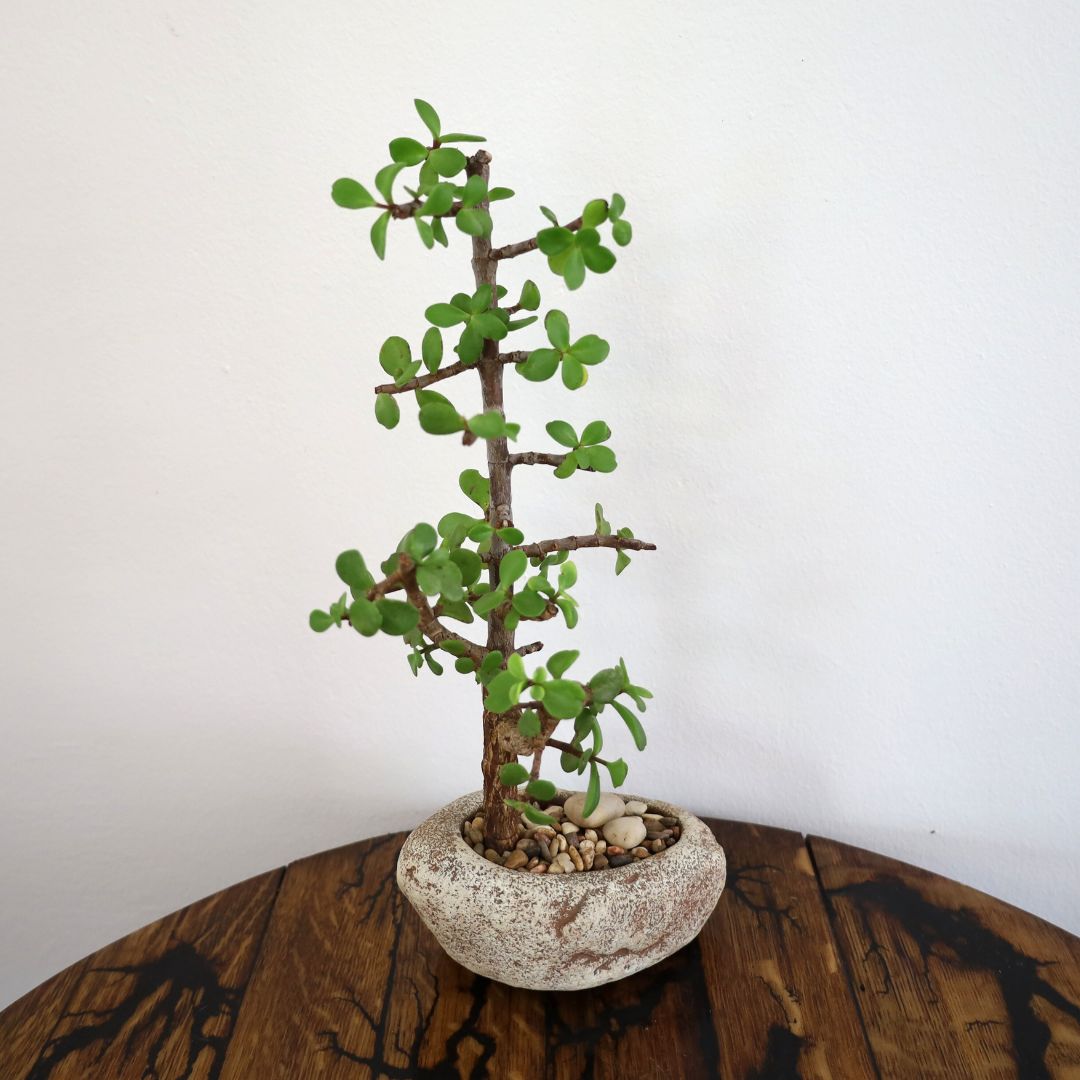 Succulent Bonsai "Branch Out" (Straight Spekboom) Small Pot