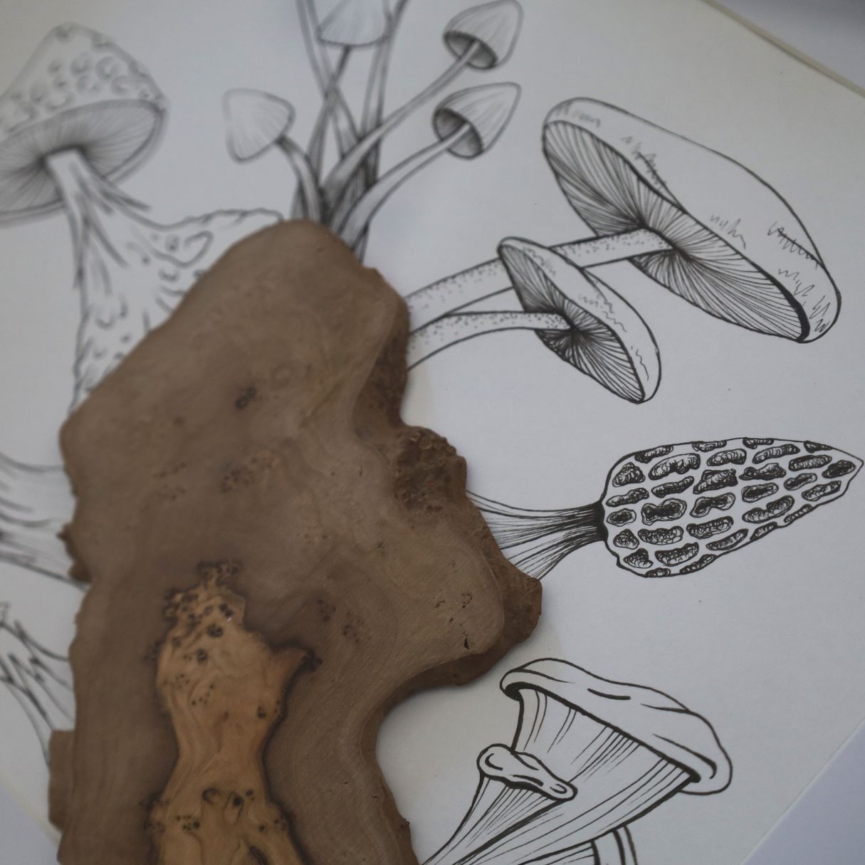 Mushroom & Wild Olive Burst "Fantastic Fungi" (A4 White Shadow Box Frame)