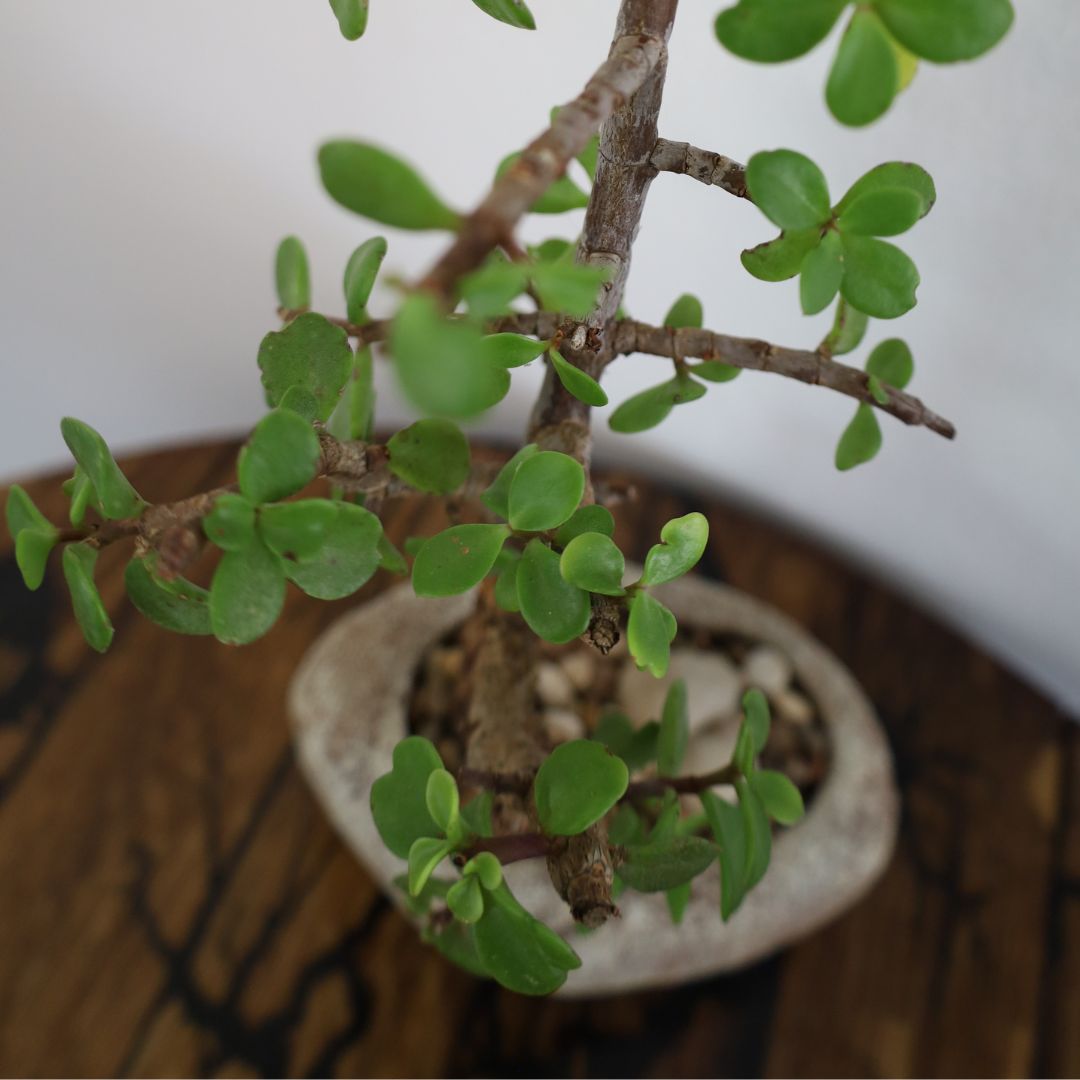 Succulent Bonsai "Branch Out" (Straight Spekboom) Small Pot