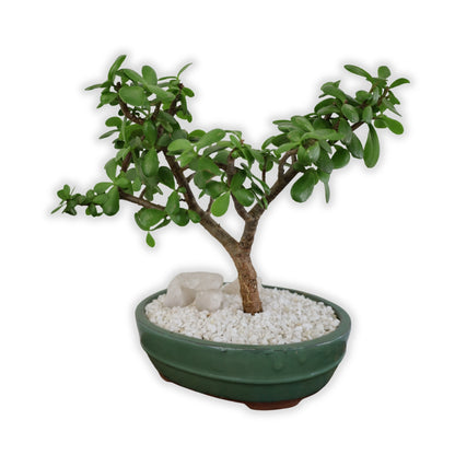 Succulent Bonsai "Branch Out" (Jade) XLarge Pot