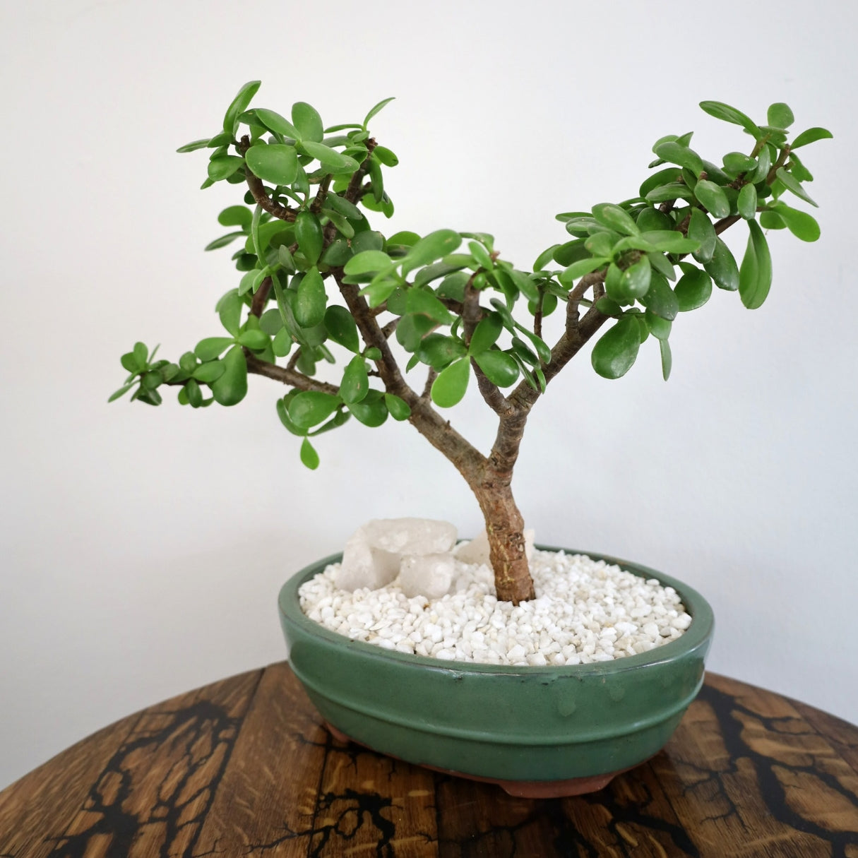 Succulent Bonsai "Branch Out" (Jade) XLarge Pot