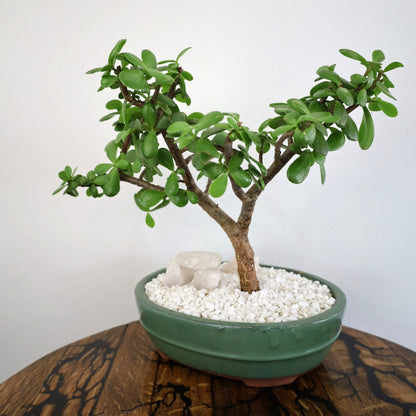 Succulent Bonsai "Branch Out" (Jade) XLarge Pot