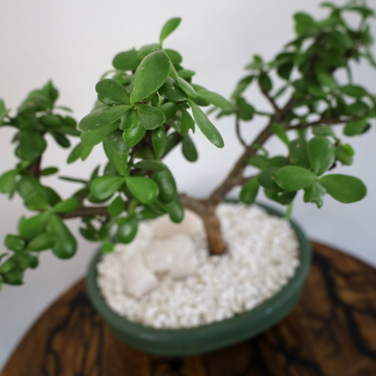 Succulent Bonsai "Branch Out" (Jade) XLarge Pot
