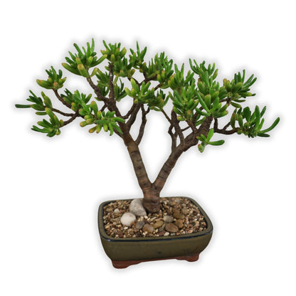 Succulent Bonsai "Branch out" (Gollum Jade) XLarge Pot