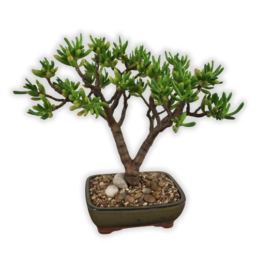 Succulent Bonsai "Branch out" (Gollum Jade) XLarge Pot